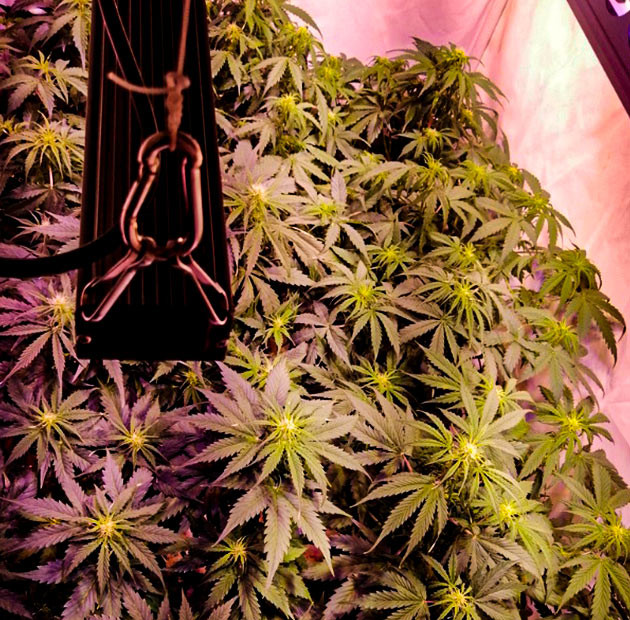 Кусты Original Auto Skunk в горшках Куст Original Auto Skunk на 6 неделе выращивания