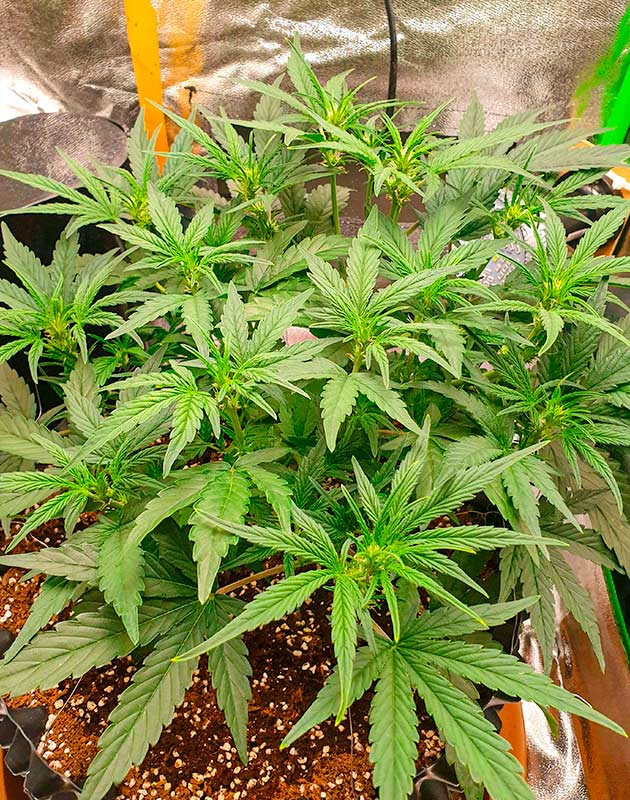 Стимуляция цветения сорта Wedding Cake Auto Перевод на цветение растения Wedding Cake Auto