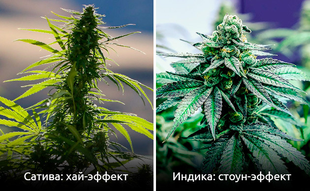 Что общего у каннабиса и вина Что общего у конопли и вина