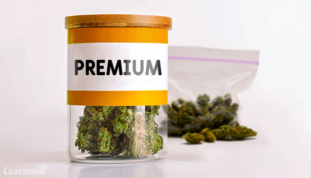 Признаки качественных соцветий марихуаны