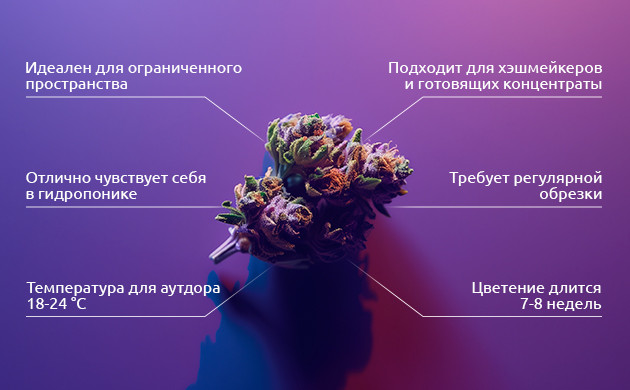 Как правильно выращивать Purple Kush Выращивание Purple Kush: питание, обрезка и температура