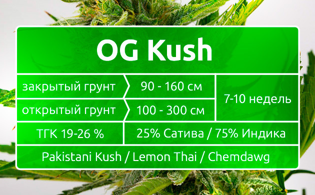 Сочетание индики и сативы в OG Kush