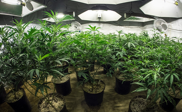 Выращивание автоцветущих сортов в помещении