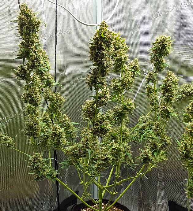 Дефолиация куста сорта Mimosa Cake Auto