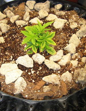 Проблема с низким pH Росток с пожелтевшими краями листьев