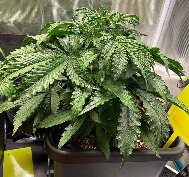 Перегрев кустов на 4 неделе роста Темно зеленые листья скрученные вниз