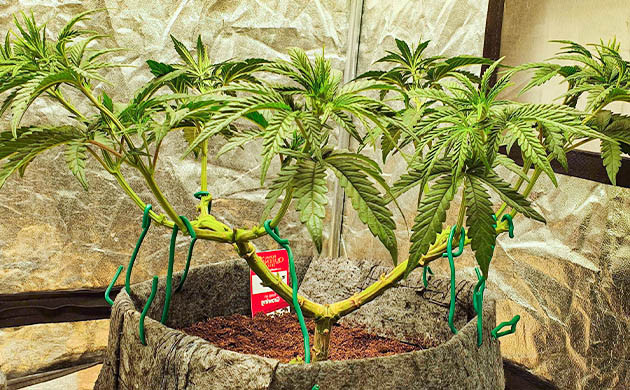 Растишка с небольшим количеством листьев