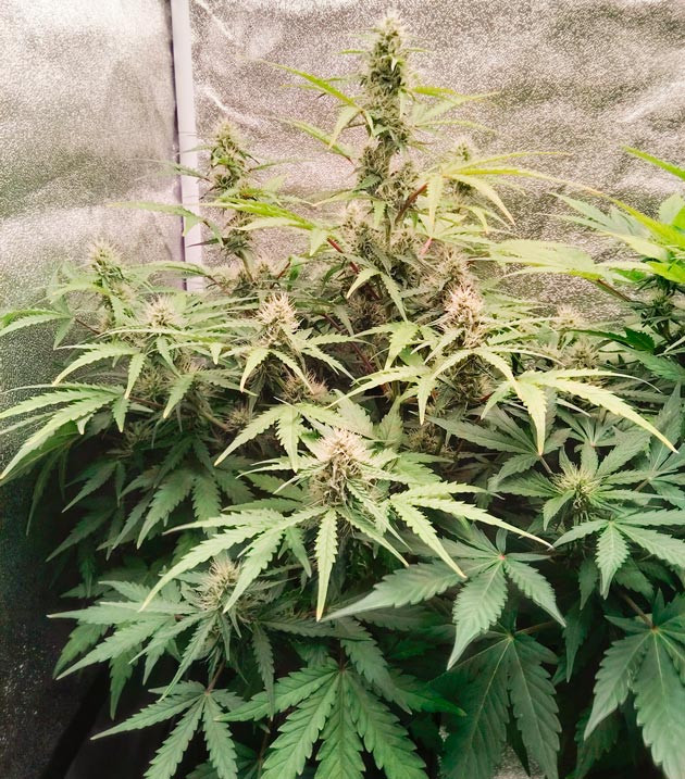 На седьмой неделе приступил к дефолиации Усилился запах конопли