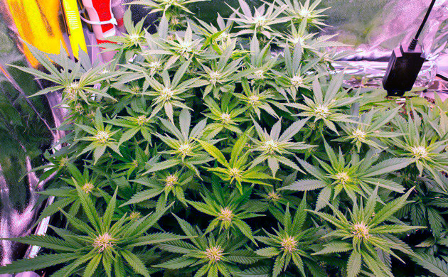 Цветение Power Plant X fem