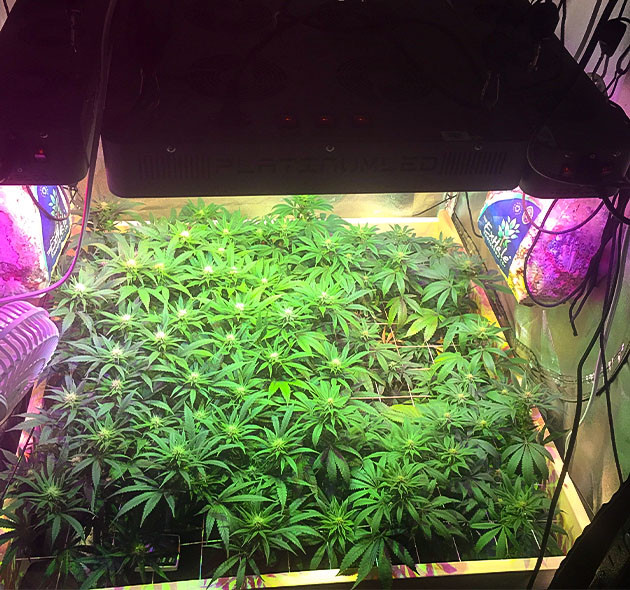 Проблемы с центральной частью Sapphire OG Sapphire OG: печальная картина после отпуска