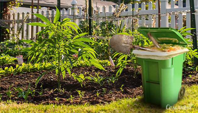 Культивация конопли без подготовки грядки