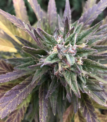 Соцветие со стигмами и трихомами