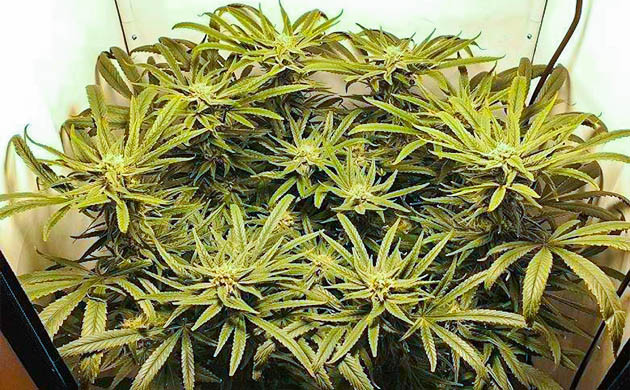 Цветущий куст Green Gelato