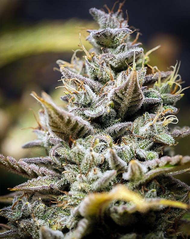 Соцветие усыпанное трихомами и оранжевыми стигмами