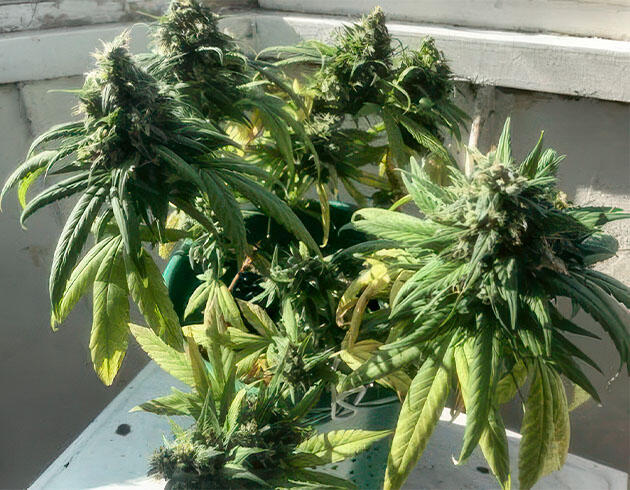 Обильный пролив до дренажа Куст Kali Mist Auto от сидбанка Семяныч на 14-15 неделе