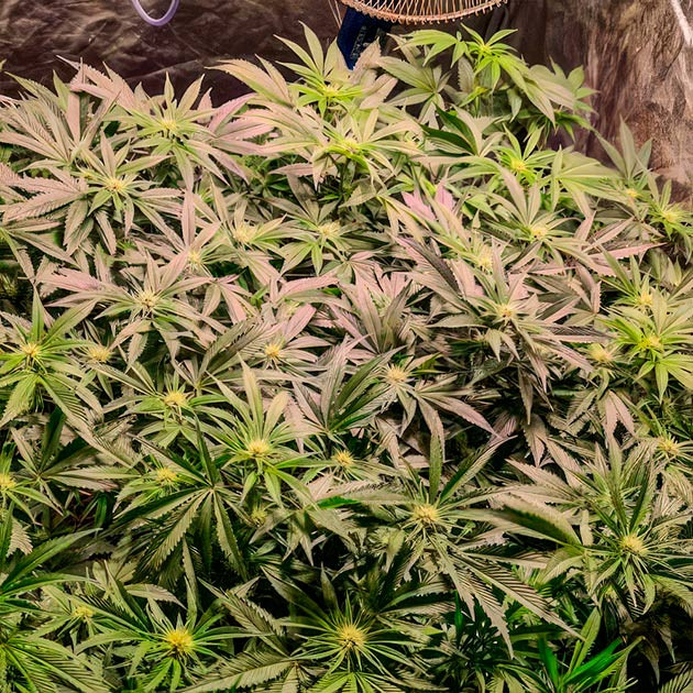 Green Crack 2.0: активное формирование соцветий