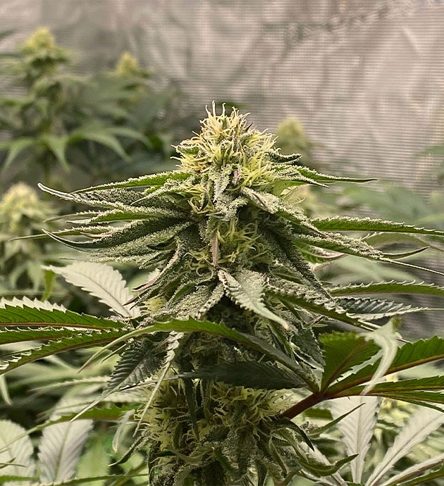 Подключение системы автополива