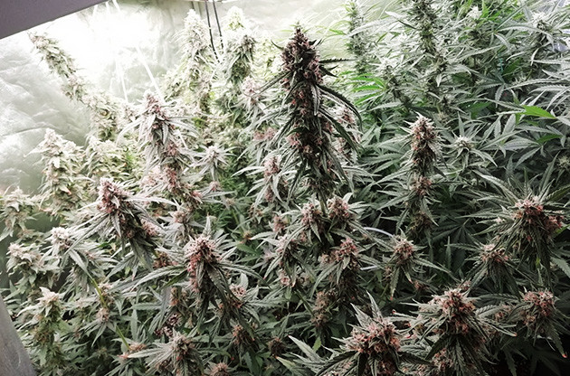 Цветущий куст марихуаны