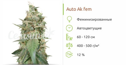Auto Ak от Семяныча