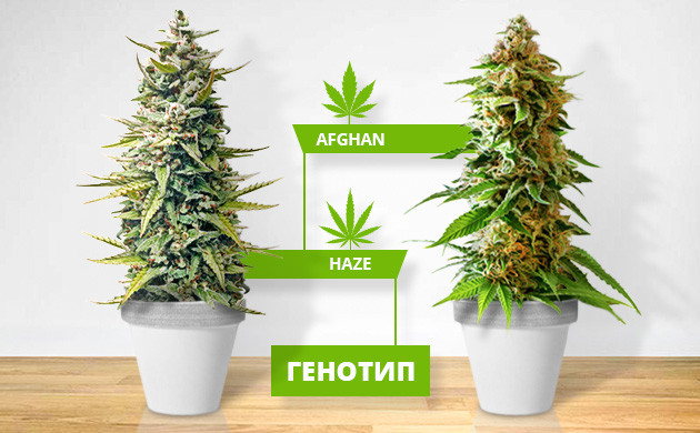 Что такое генотип Генотип конопли Afghan и Haze