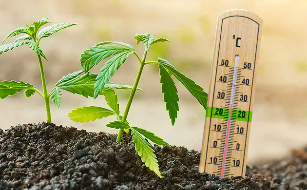 Заболевания на фоне переохлаждения корневой системы