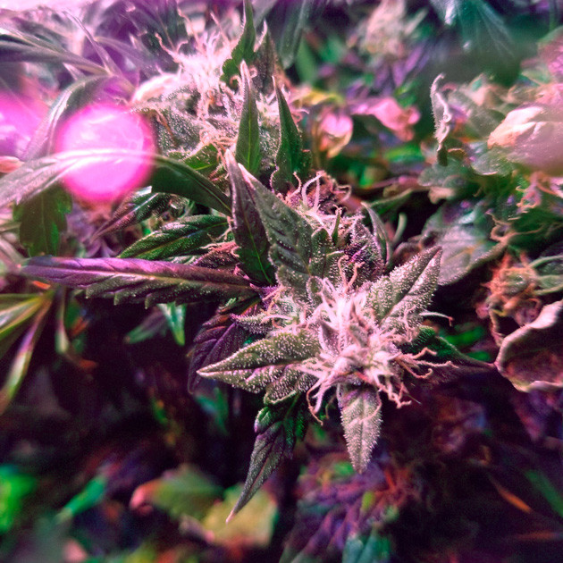 Шишка Big Bang Auto