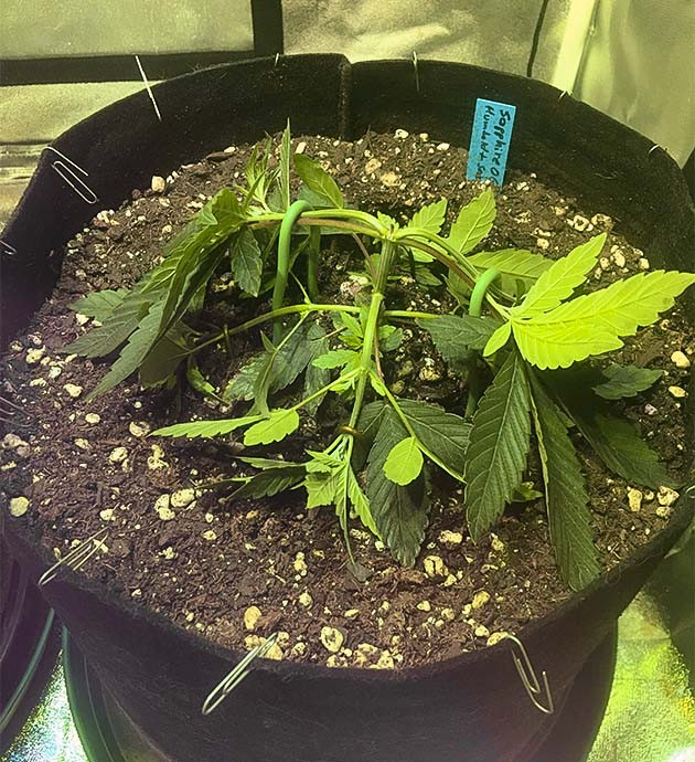 Улучшение условий для Sapphire OG Sapphire OG: переход в большой горшок