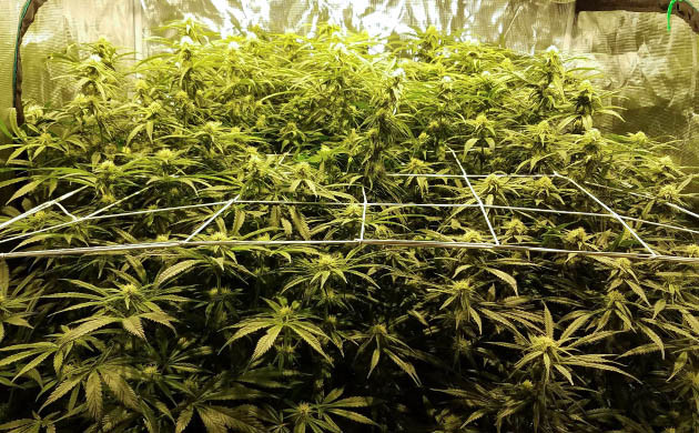 Цветение кустов нонопли LSD от сидбанка СЧ