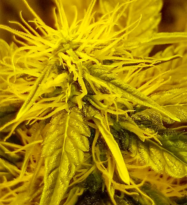 Цветение куста Original Auto Sour Diesel Куст Original Auto Sour Diesel на цветении