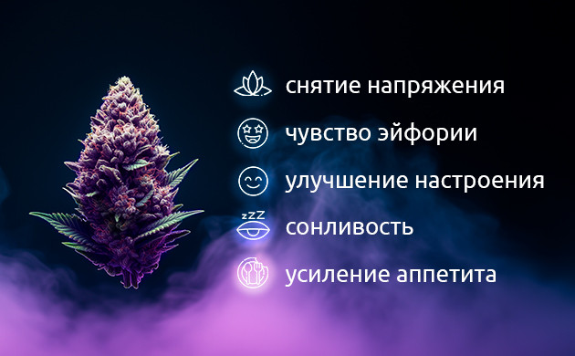 Рекреационное использование Blueberry Расслабляющий эффект Blueberry