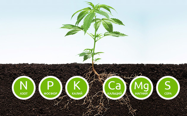 Вторичные питательные вещества для конопли