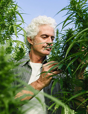 Органическое выращивание конопли