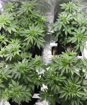 Фото LSD вид сверху