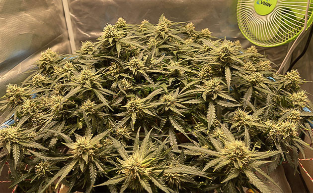 Появление лимонного аромата Активный набор массы шишек