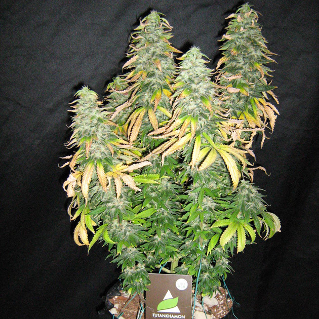 Куст перед харвестом