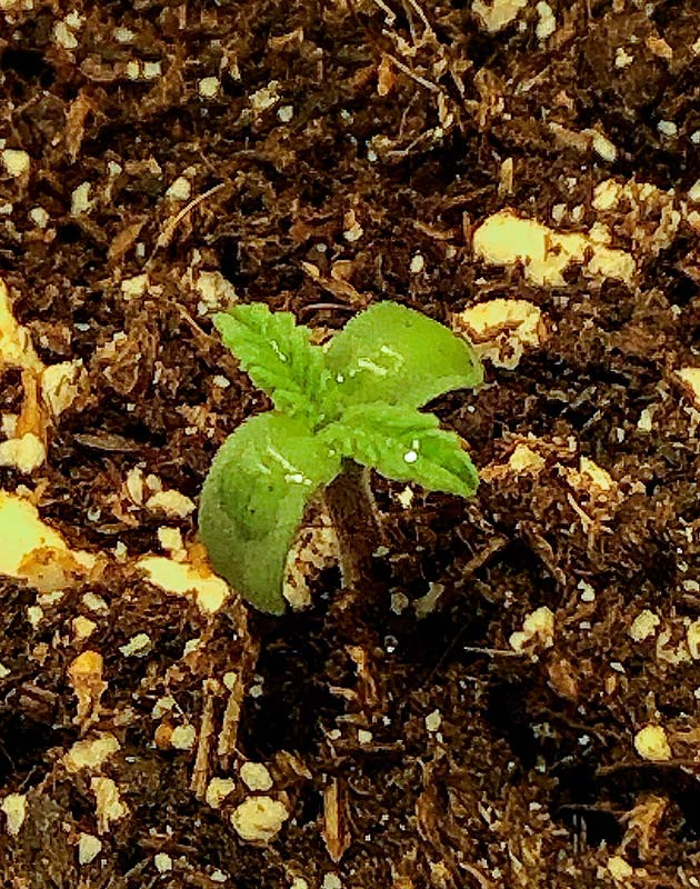 Росток Scout Cookies Auto ростом 2см