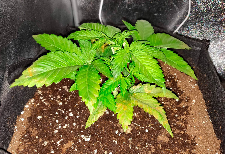 LSD в тканевом горшке