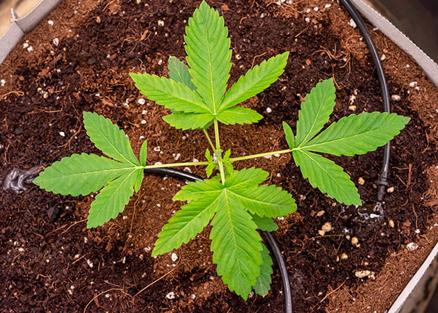 FIM-обрезка в конце второй недели Куст конопли после FIM-обрезки