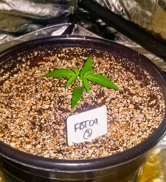 Original Auto Sour Diesel дневник по выращиванию Гроурепорт сорта Original Auto Sour Diesel