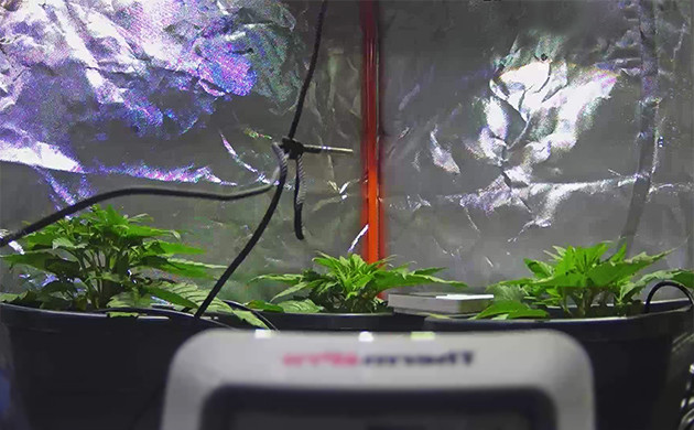 Рост конопли