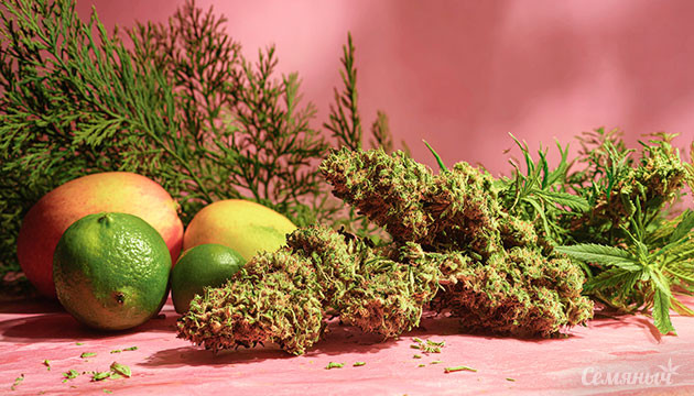 Терпены конопли оцимен и гвайол