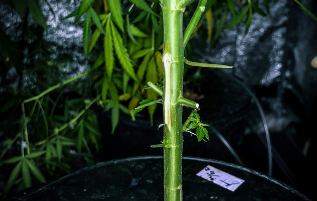 Стебель конопли после обрезанных листьев