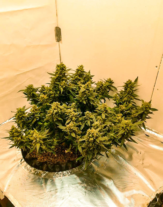 Предхарвест кустов Alpha 21