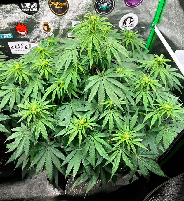 Кусты Biscotti Mintz от Barney's Farm на стадии цветения