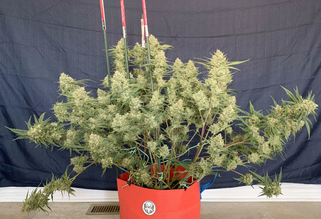 Тяжелые бутоны Purple Juice Auto