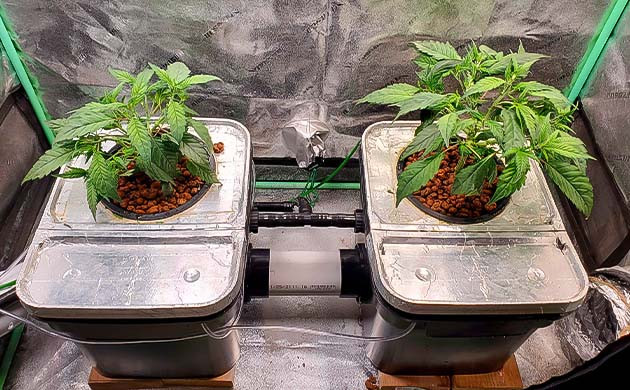 Конопля Apple Betty в баке