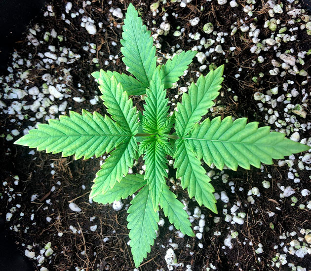 Стимуляция роста куста Gelato Auto