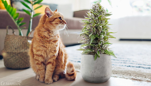 Невысокие сорта конопли