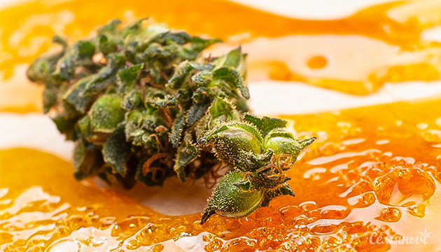 Что такое конопляная смола и что из нее делают