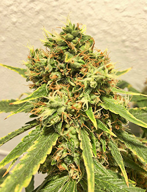 Коричневые волоски на соцветиях